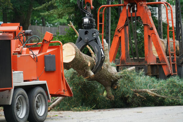 How Our Tree Care Process Works  in  Silver Firs, WA